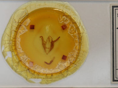 slide view of adult Zale minerea