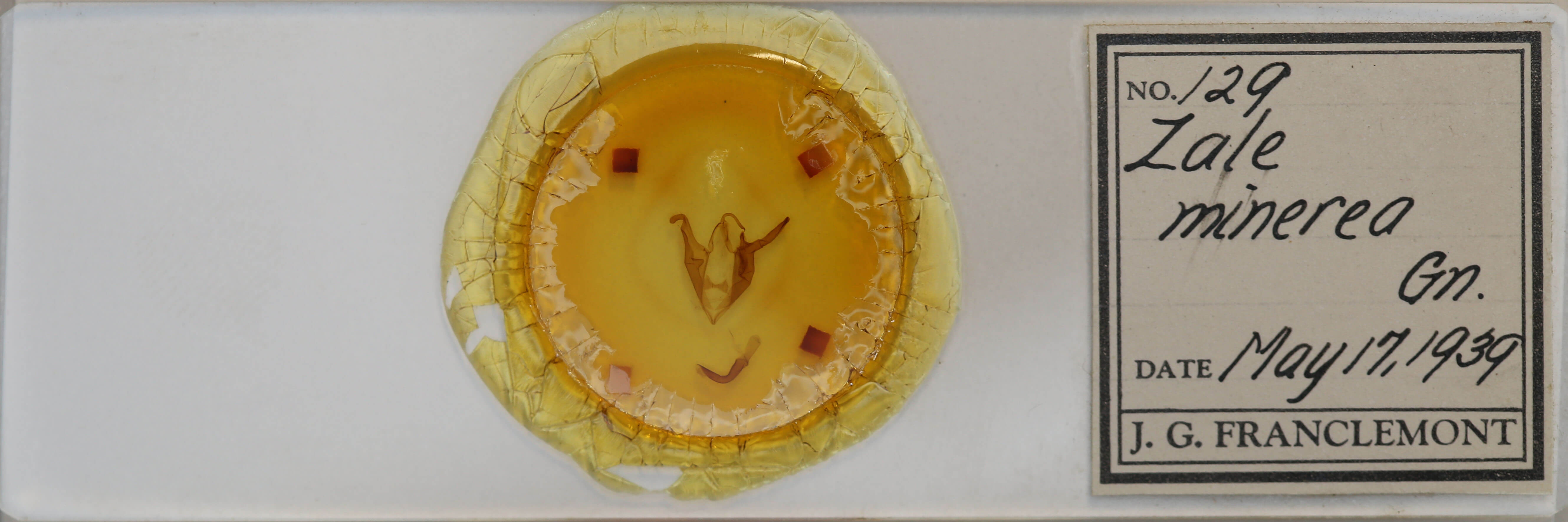 slide view of adult Zale minerea