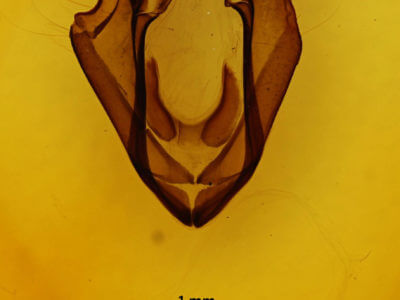 genitalia view of adult Zale unilineata