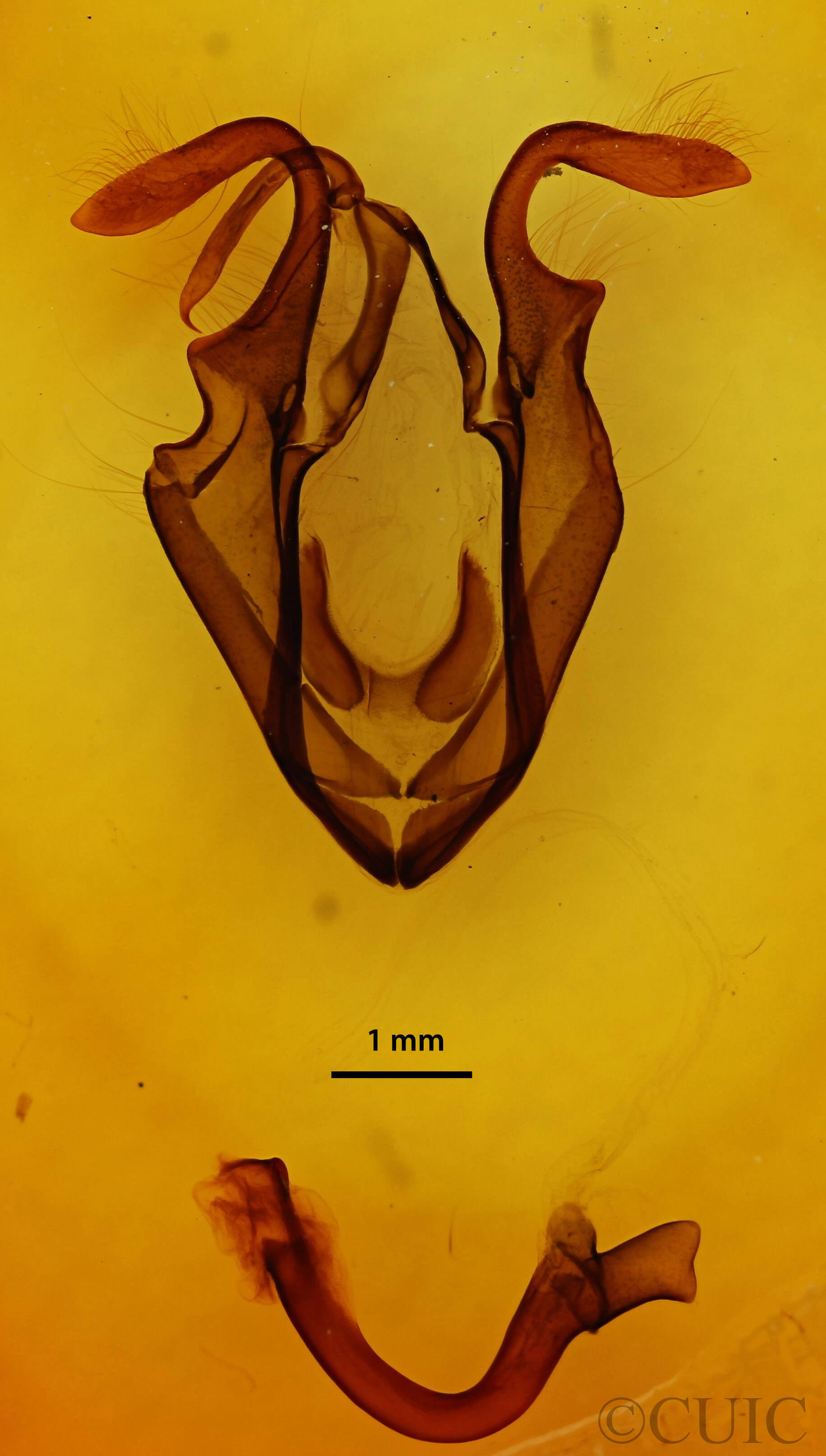 genitalia view of adult Zale unilineata