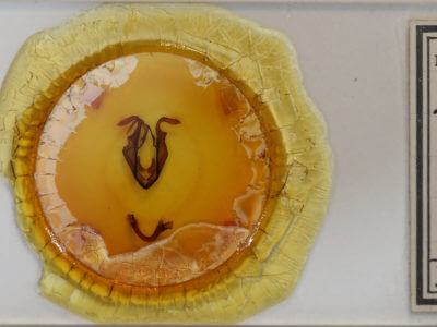 slide view of adult Zale unilineata