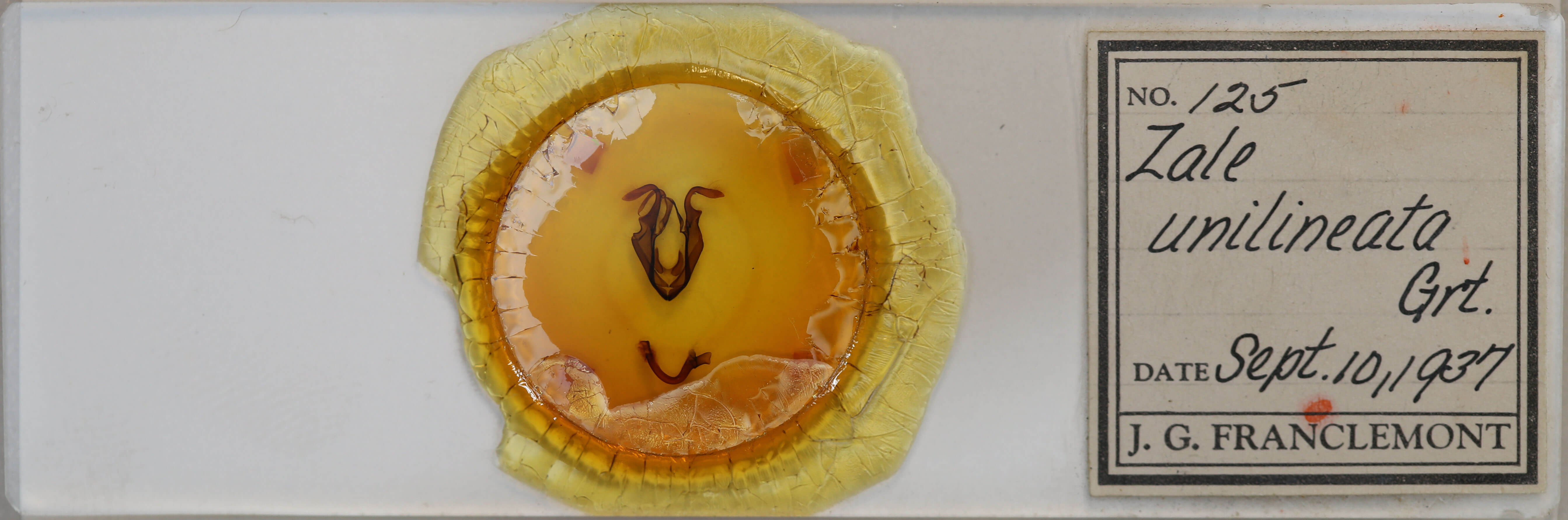 slide view of adult Zale unilineata