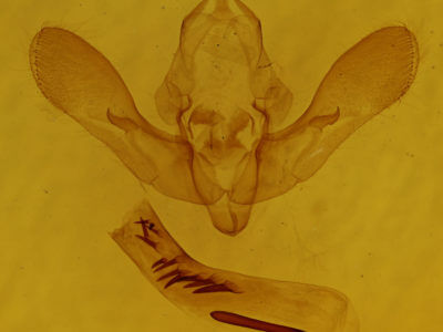 genitalia view of adult Zotheca tranquilla