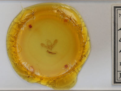 slide view of adult Zotheca tranquilla