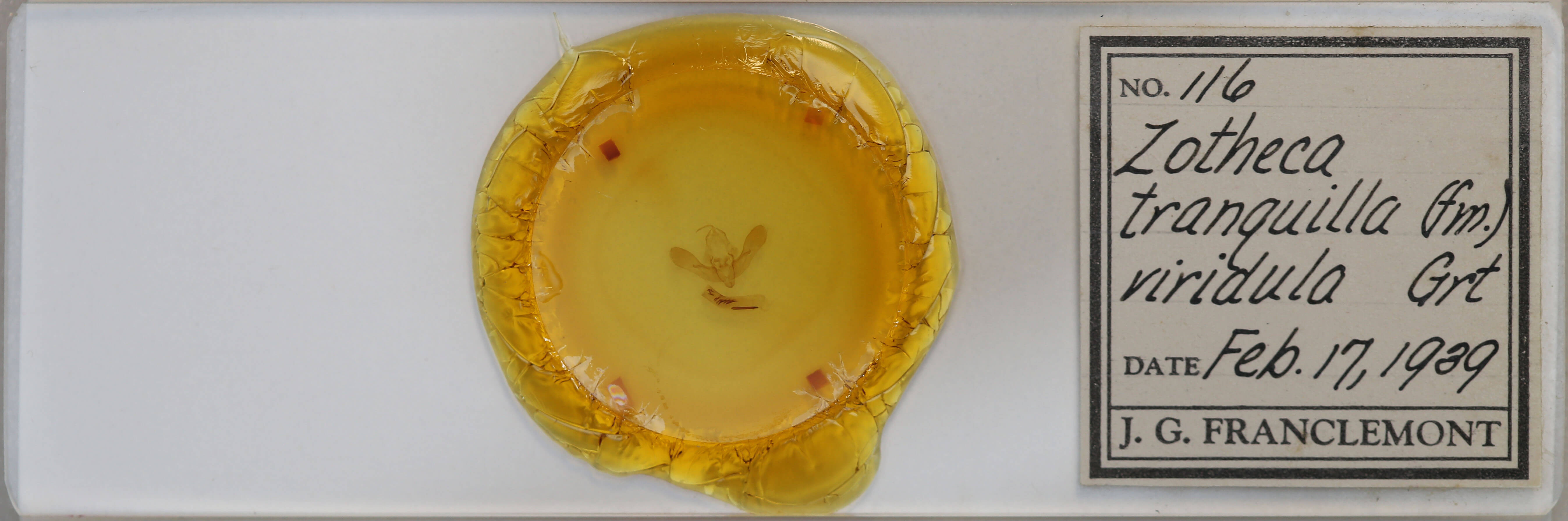 slide view of adult Zotheca tranquilla