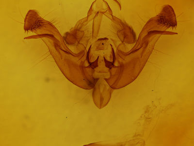 genitalia view of adult Amphipoea americana