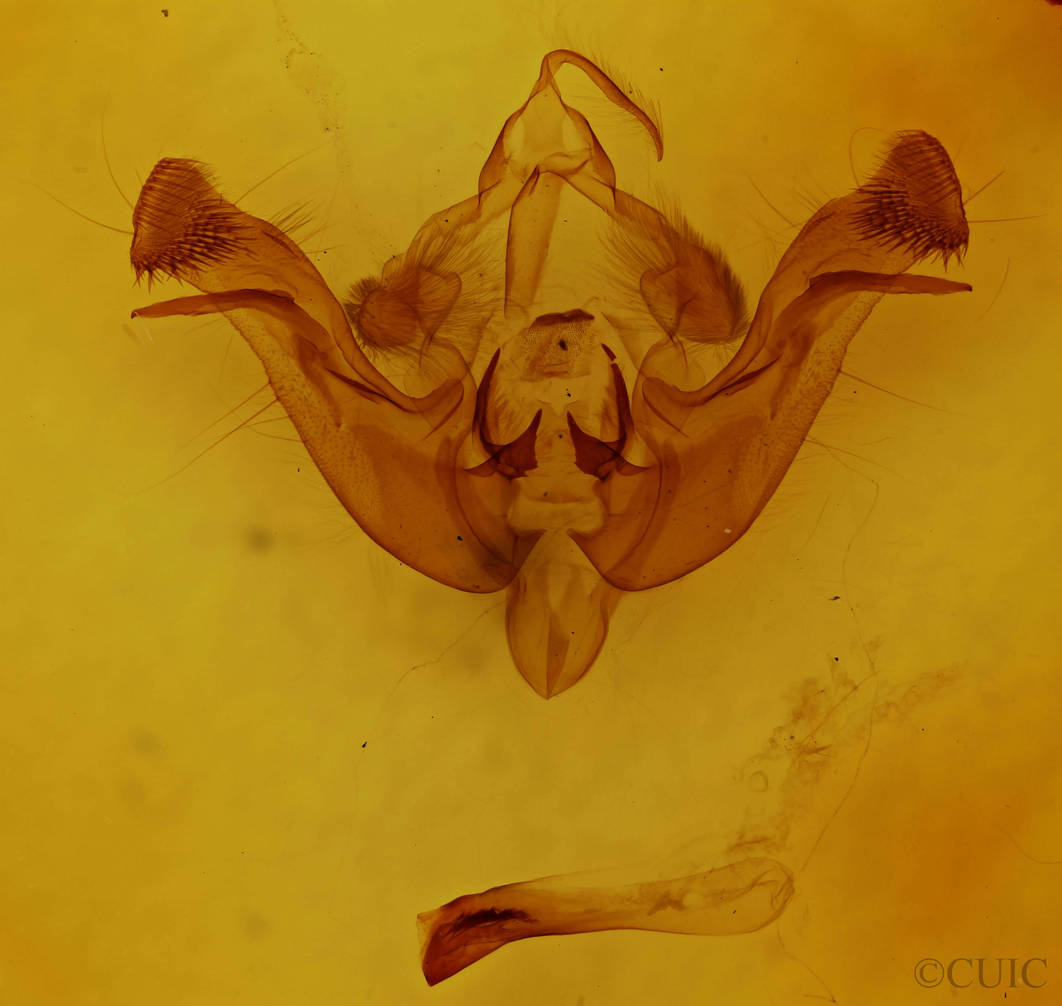 genitalia view of adult Amphipoea americana