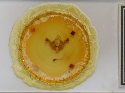 slide view of adult Amphipoea americana