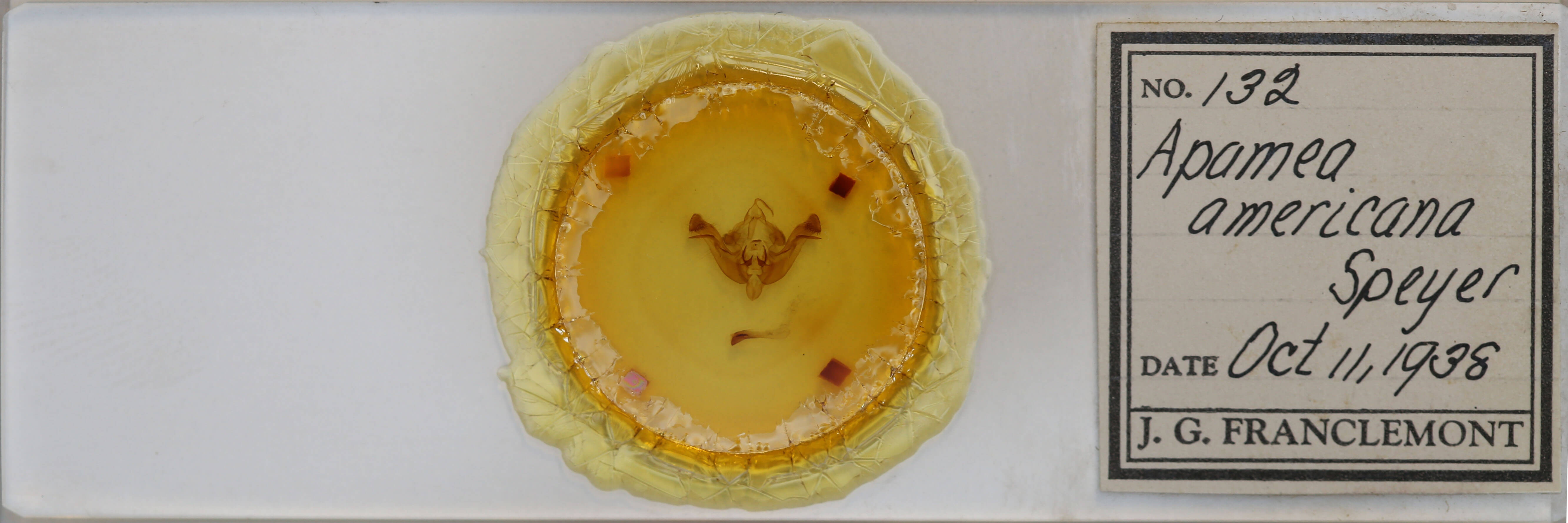 slide view of adult Amphipoea americana