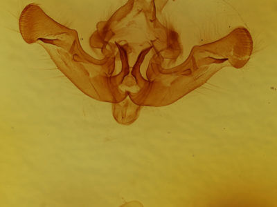genitalia view of adult Amphipoea senilis