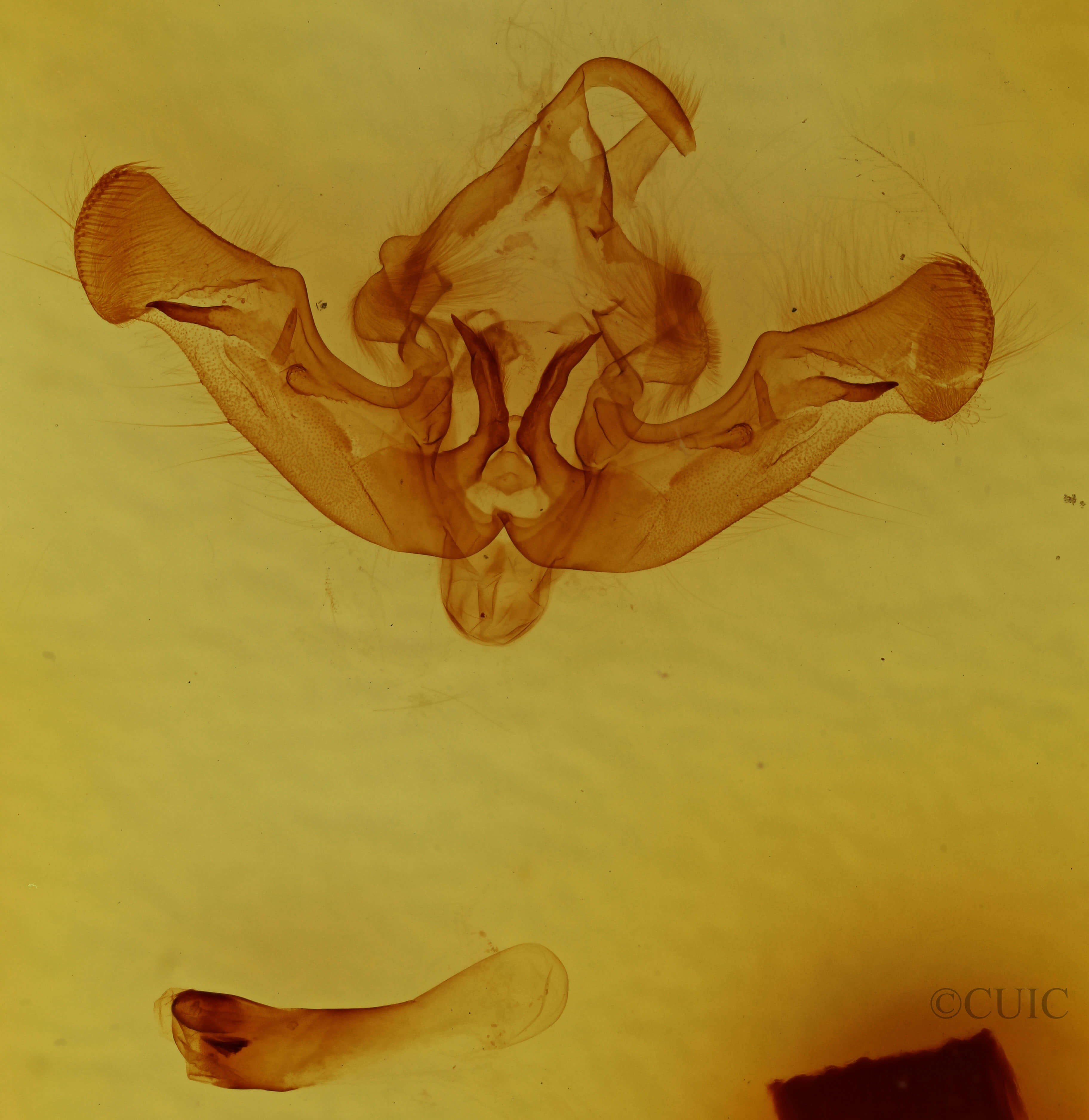 genitalia view of adult Amphipoea senilis