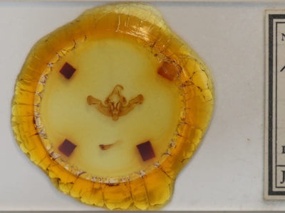 slide view of adult Amphipoea senilis