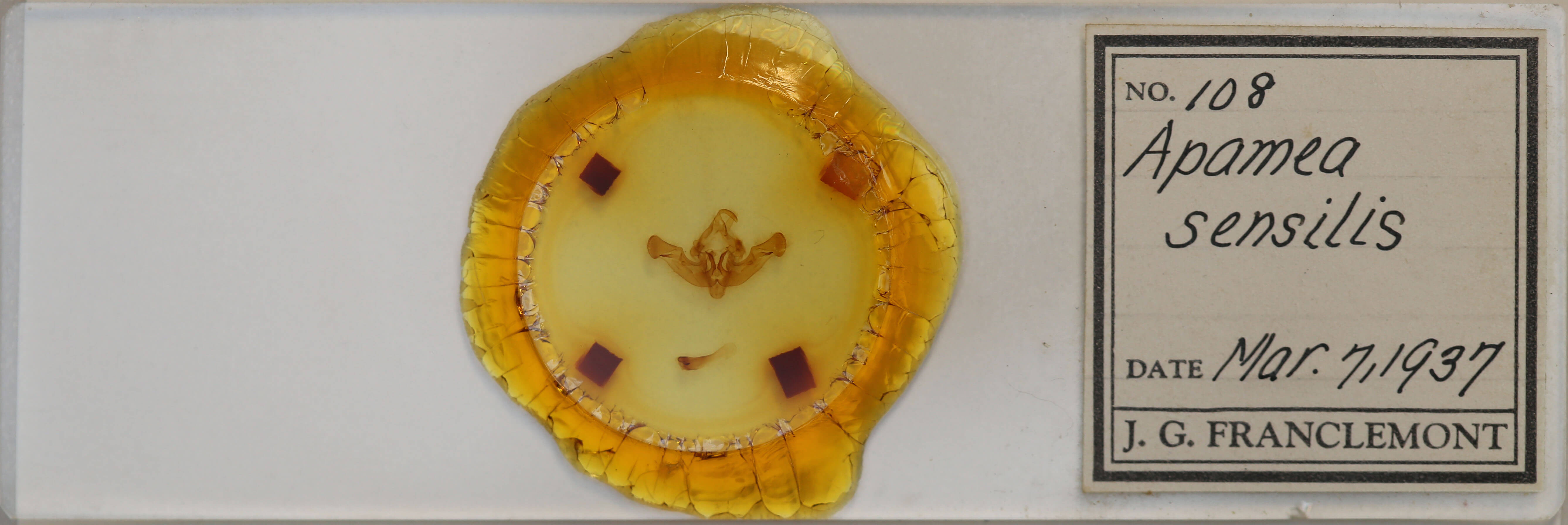 slide view of adult Amphipoea senilis