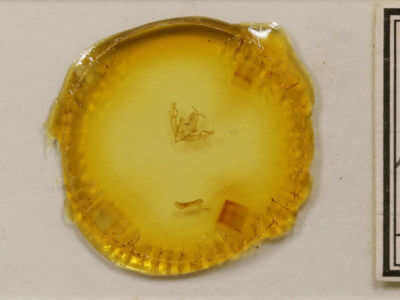 slide view of adult Anathix immaculata