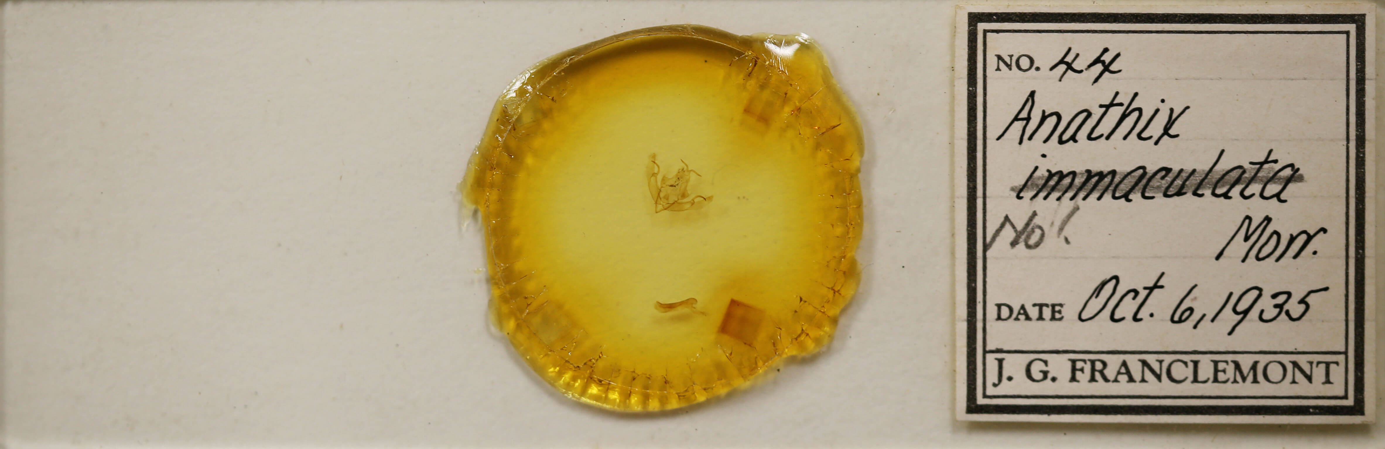 slide view of adult Anathix immaculata