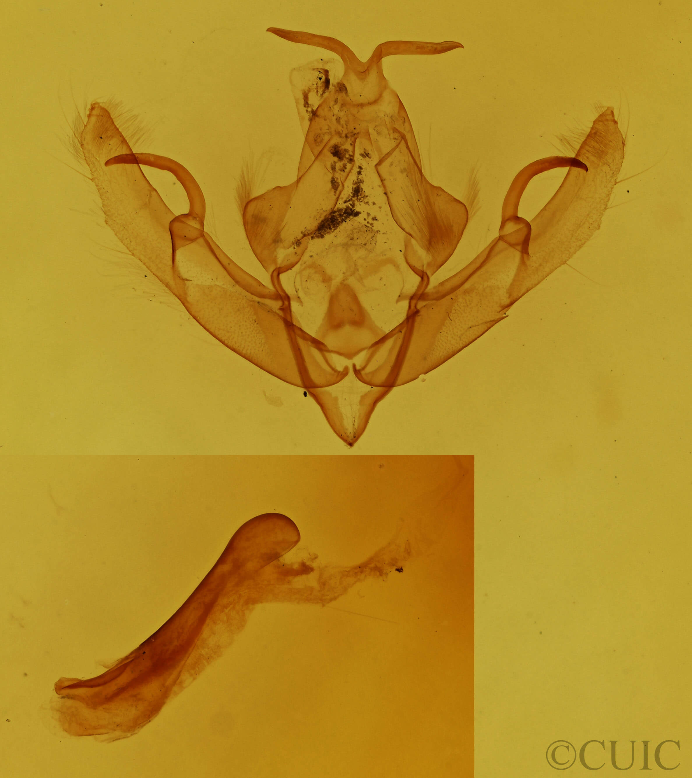 genitalia view of adult Anathix immaculata