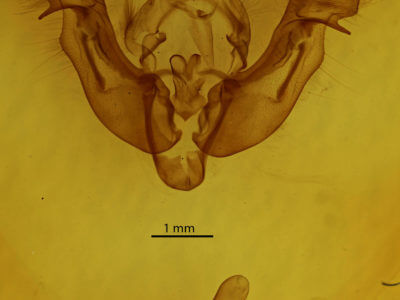 genitalia view of adult Apamea lintneri