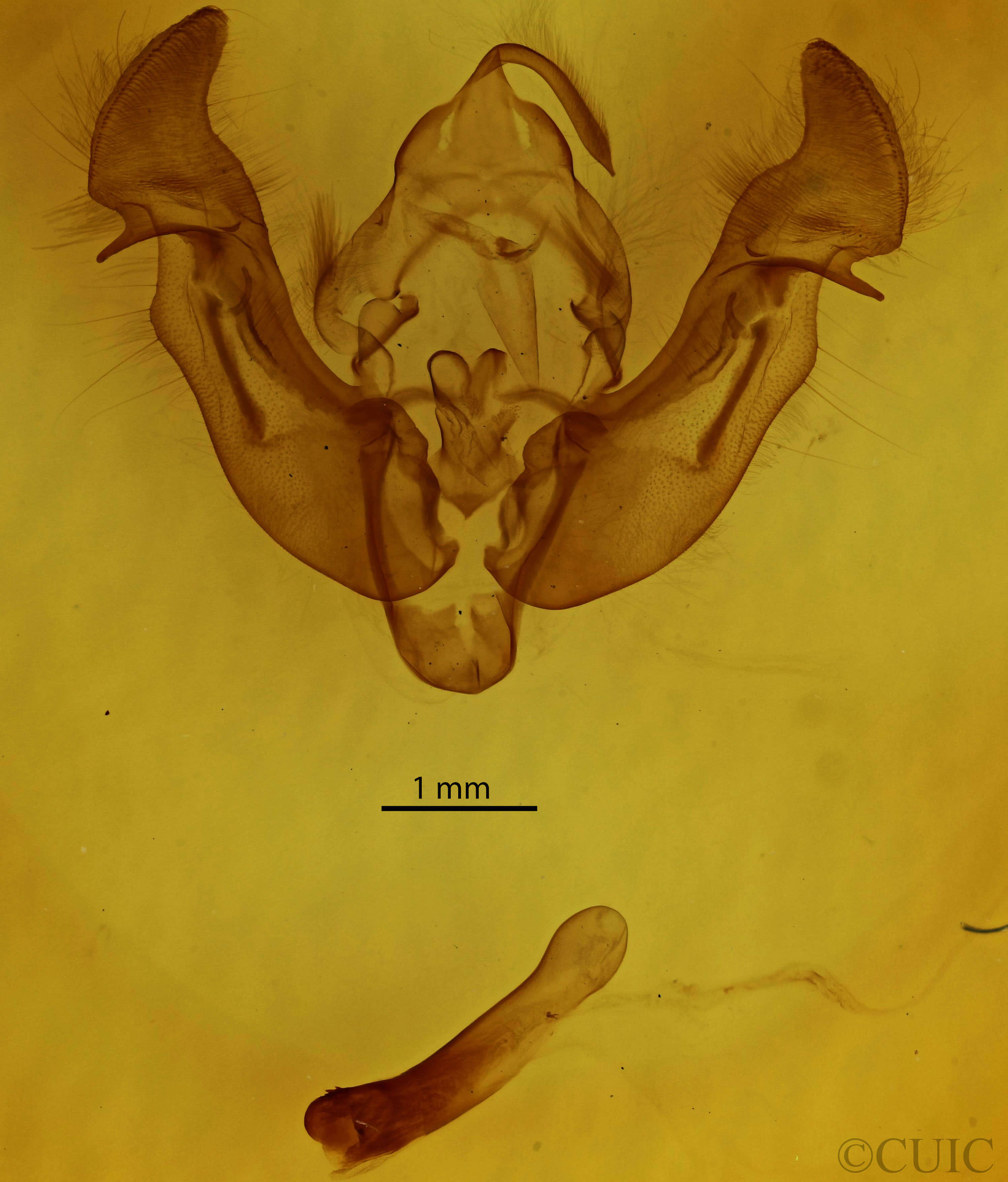 genitalia view of adult Apamea lintneri