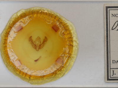 slide view of adult Apamea lintneri