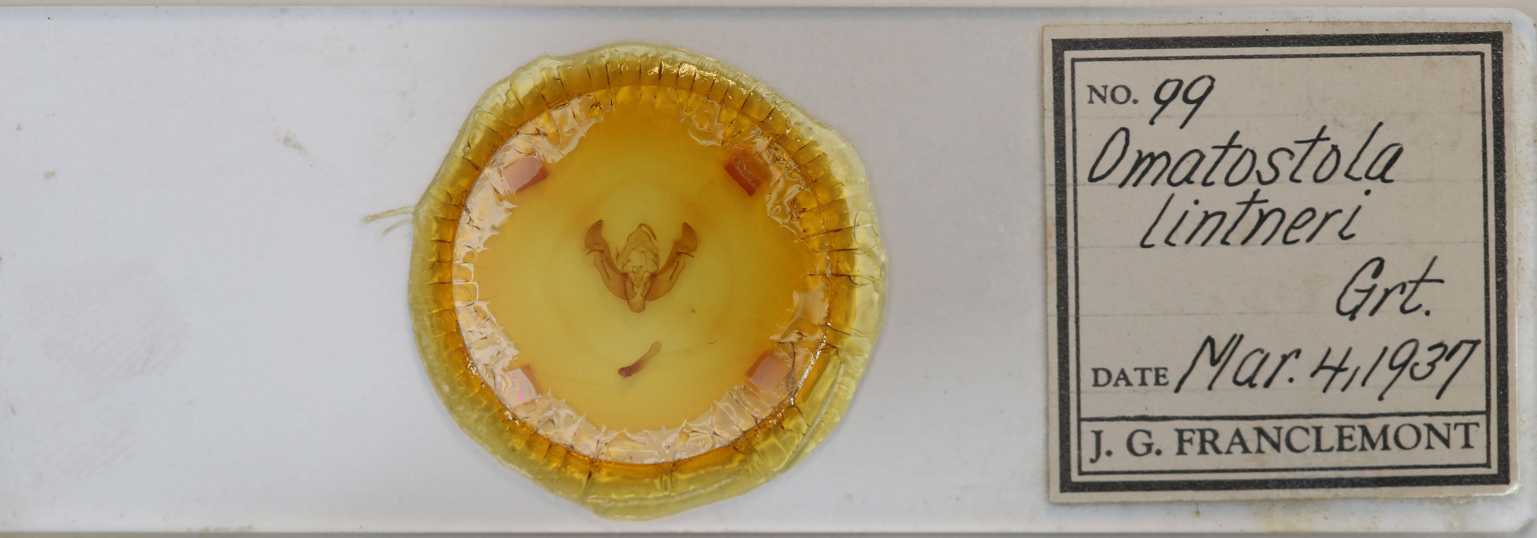 slide view of adult Apamea lintneri