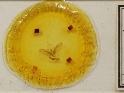 slide view of adult Aporophyla australis