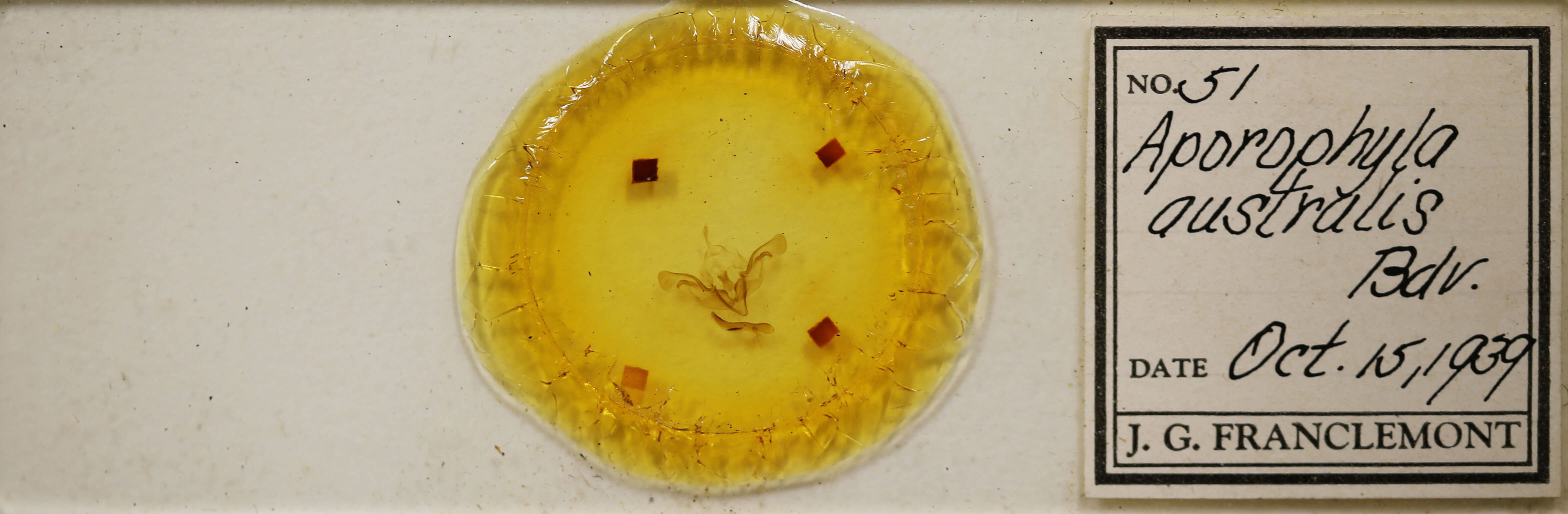 slide view of adult Aporophyla australis