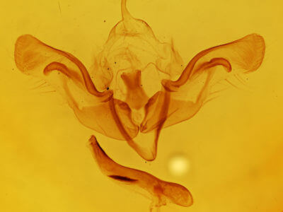 genitalia view of adult Aporophyla australis