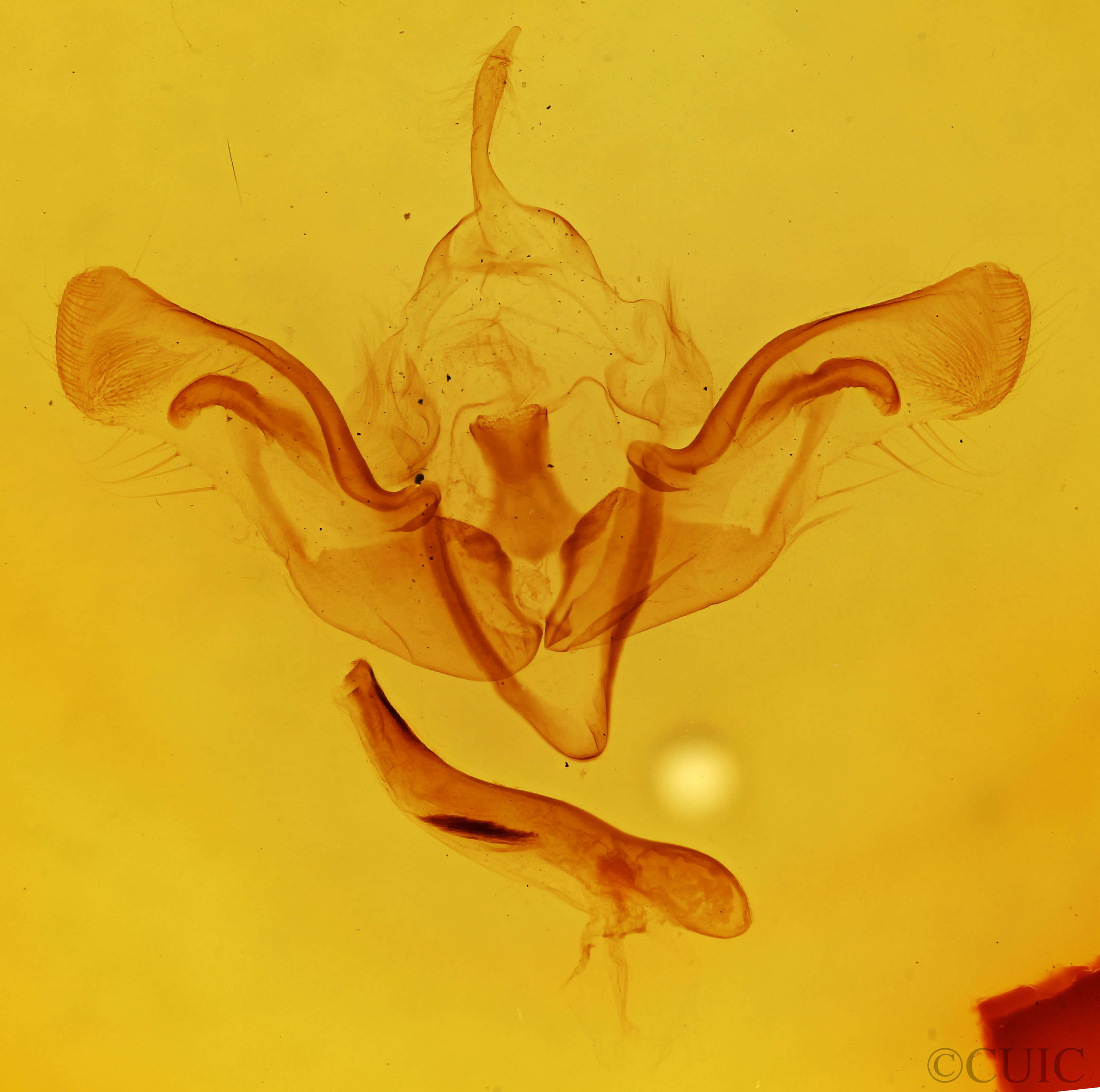 genitalia view of adult Aporophyla australis