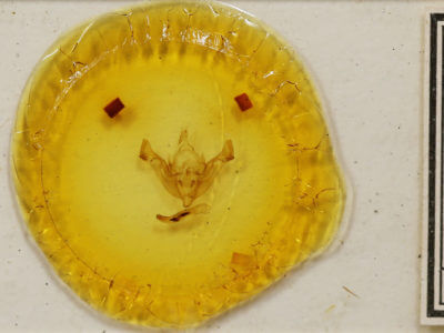 slide view of adult Aporophyla nigra