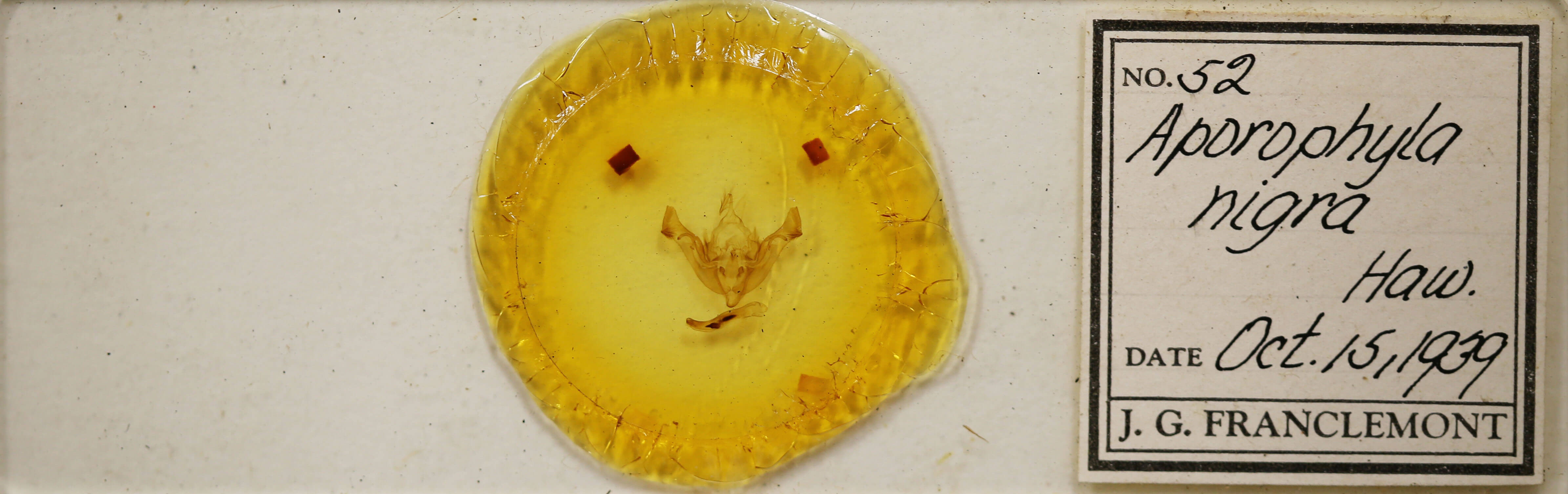 slide view of adult Aporophyla nigra