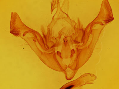 genitalia view of adult Aporophyla nigra