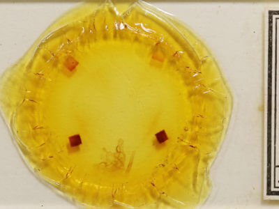 slide view of adult Atethmia ambusta