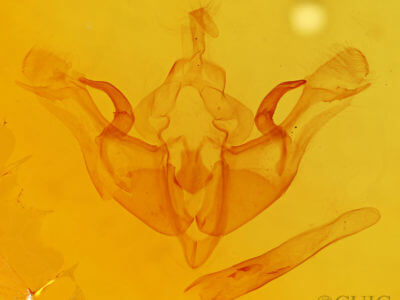 genitalia view of adult Atethmia ambusta