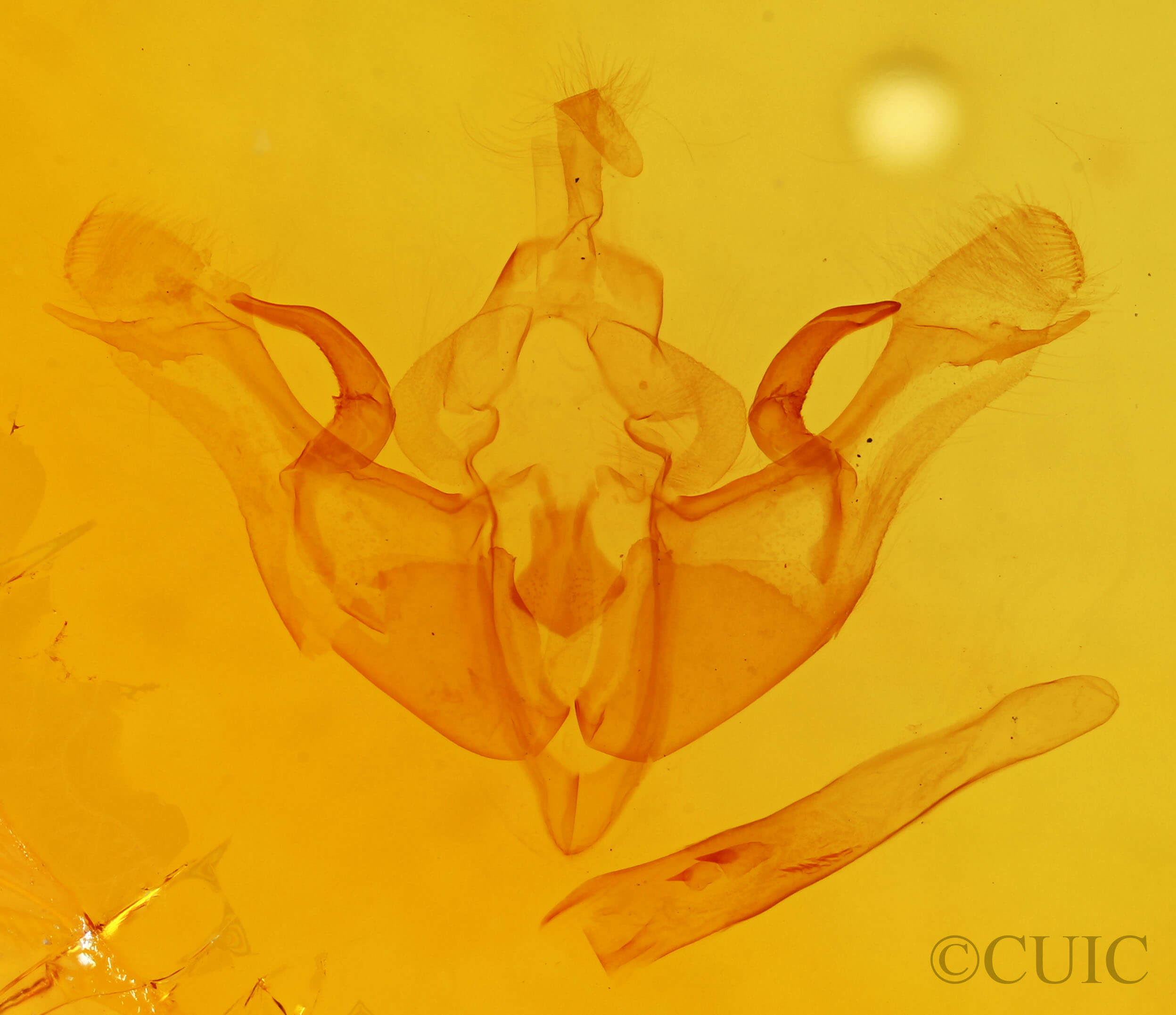 genitalia view of adult Atethmia ambusta