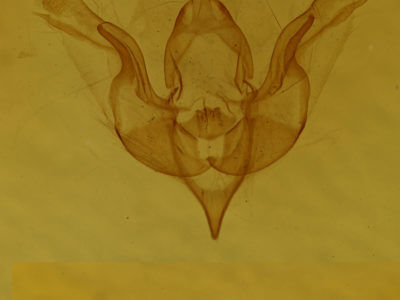 genitalia view of adult Brachylomia elda