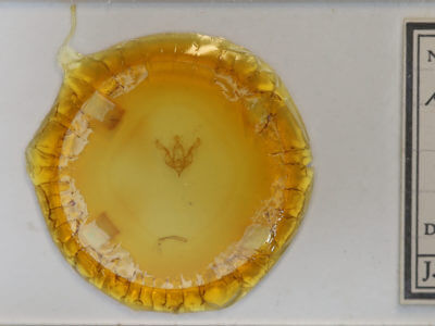 slide view of adult Brachylomia elda