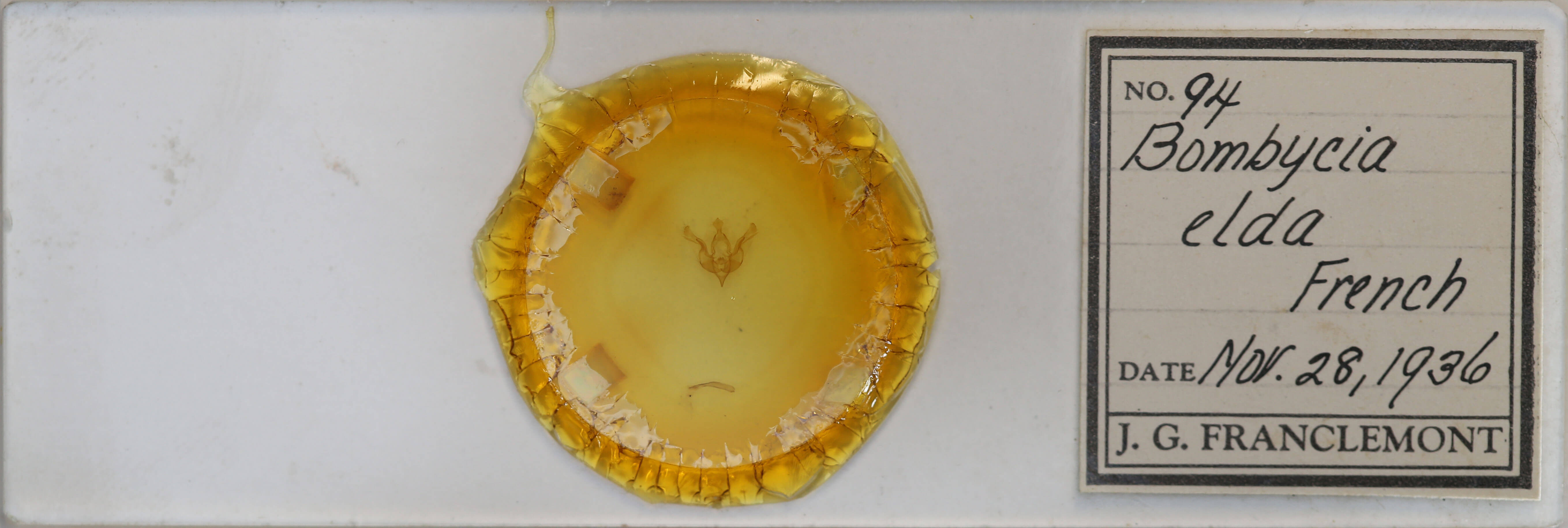 slide view of adult Brachylomia elda