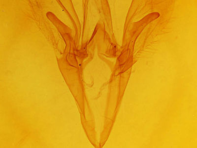genitalia view of adult Catocala habilis