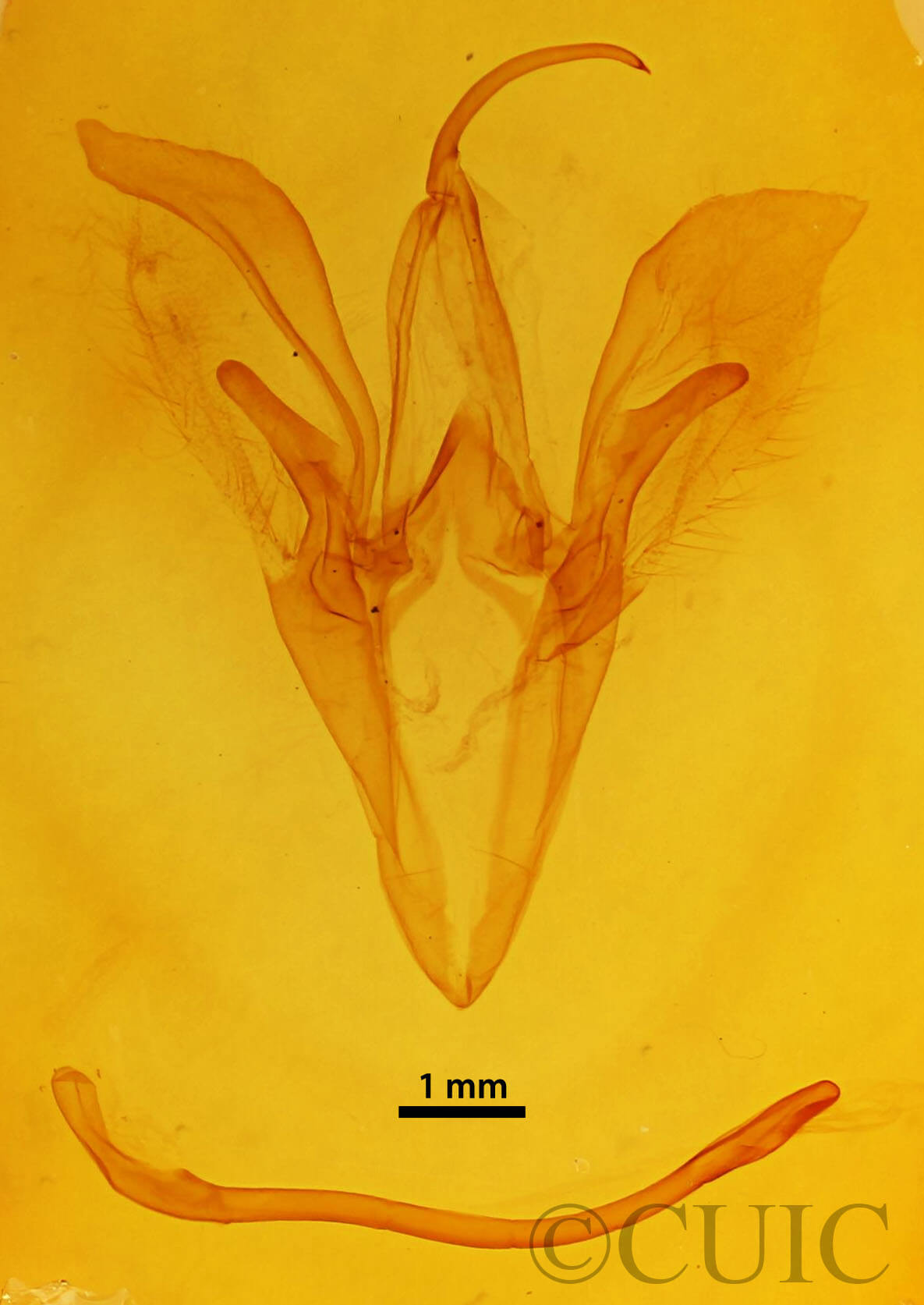 genitalia view of adult Catocala habilis