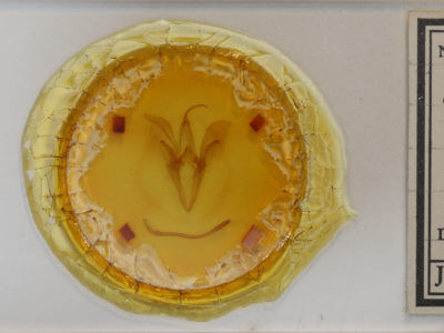 slide view of adult Catocala habilis