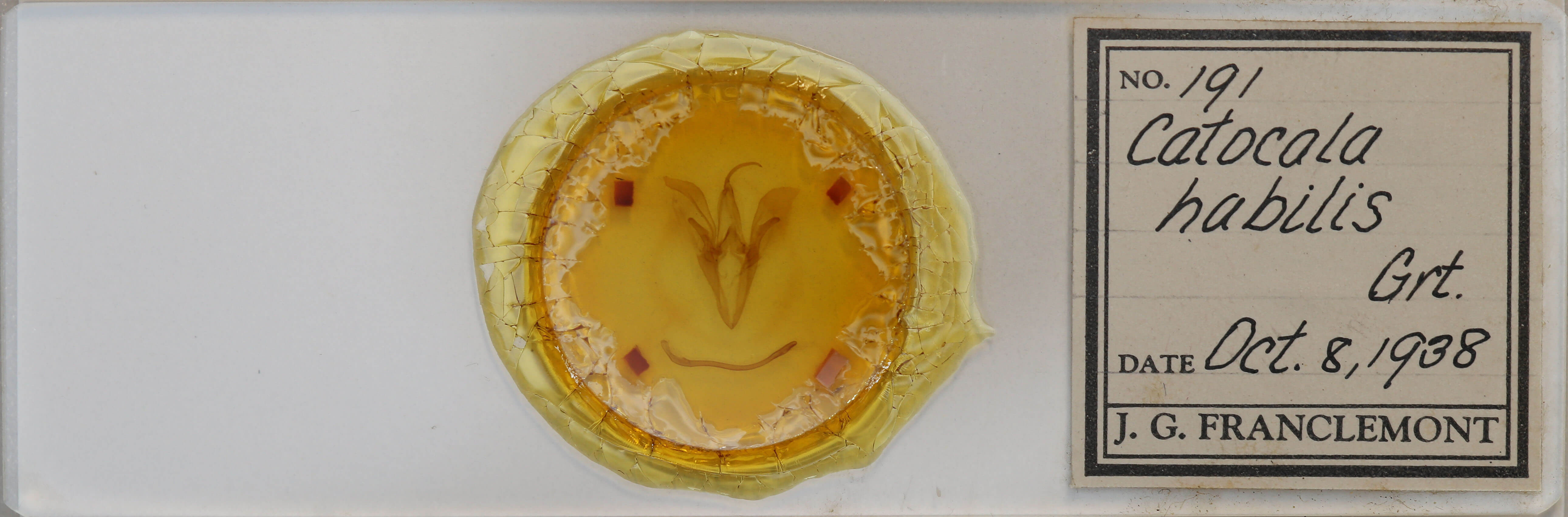 slide view of adult Catocala habilis