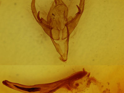 genitalia view of adult Chaetaglaea sericea