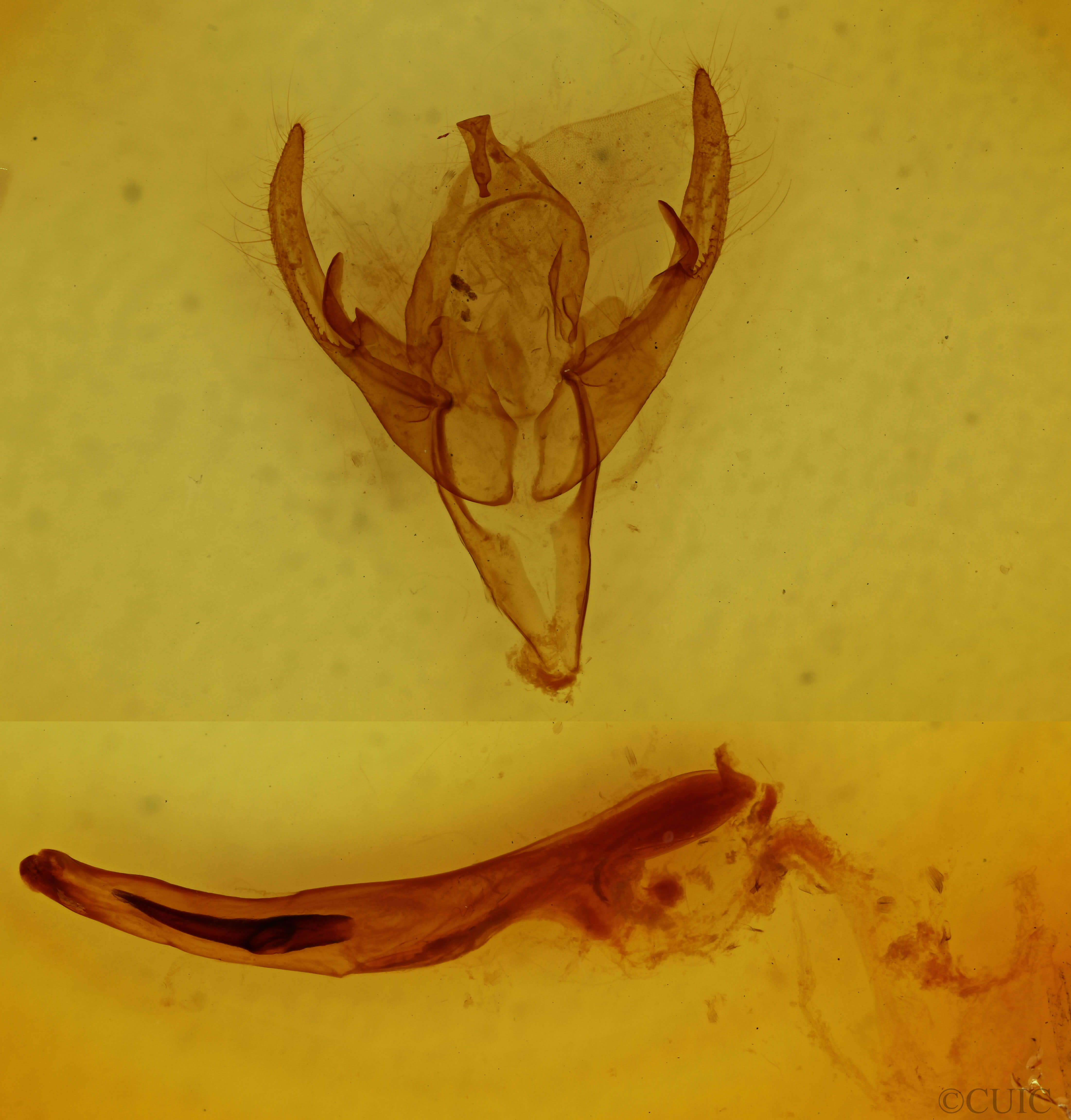 genitalia view of adult Chaetaglaea sericea