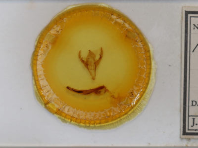 slide view of adult Chaetaglaea sericea