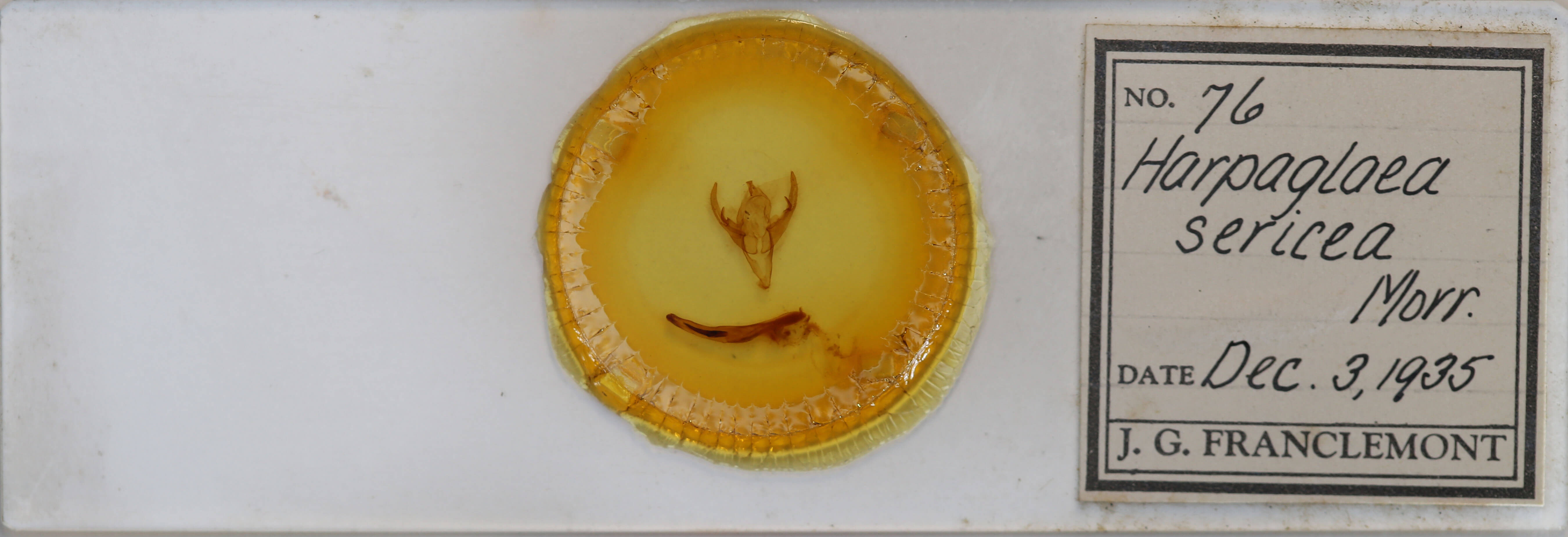 slide view of adult Chaetaglaea sericea