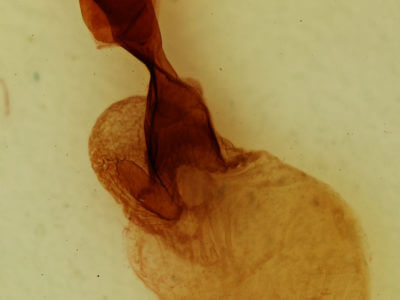 genitalia view of adult Chaetaglaea sericea