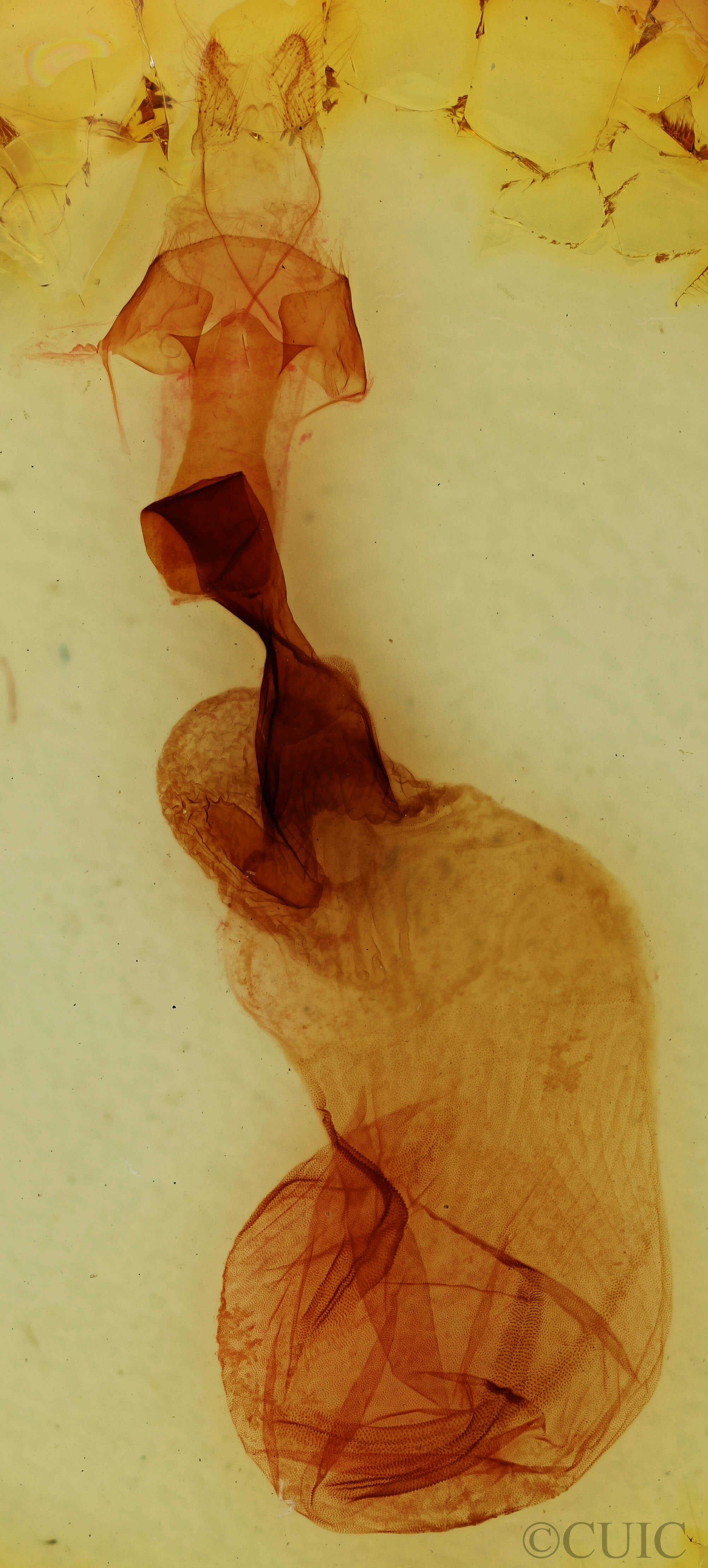 genitalia view of adult Chaetaglaea sericea