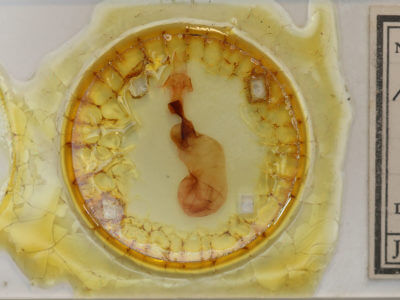 slide view of adult Chaetaglaea sericea