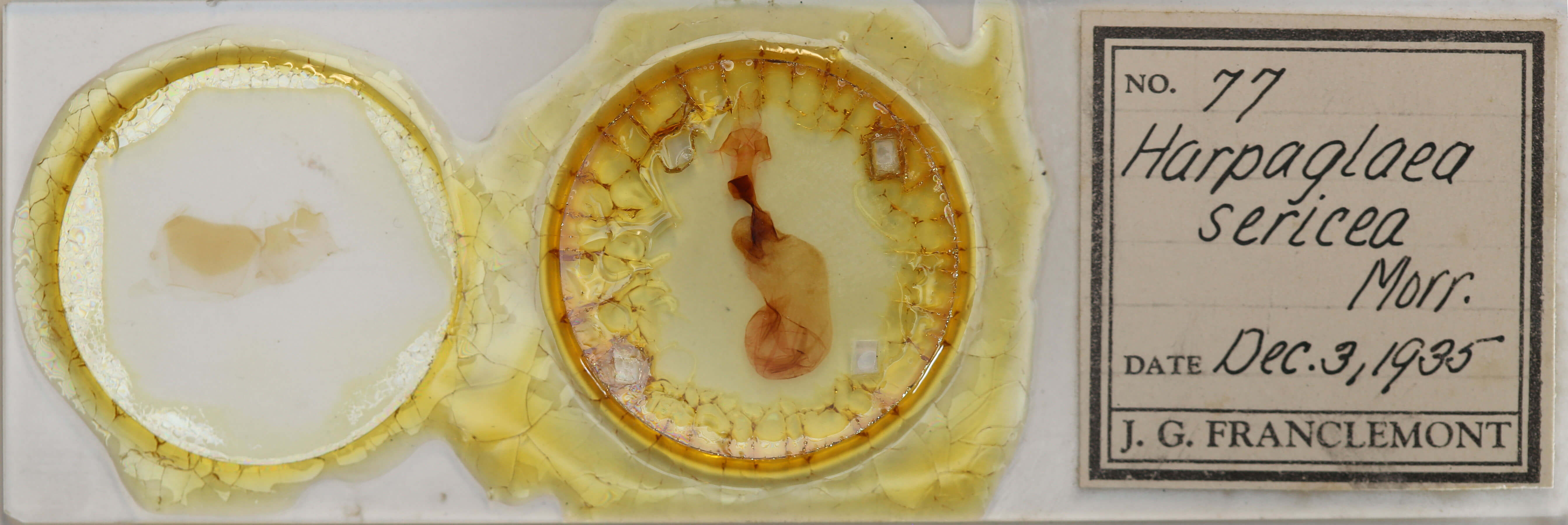 slide view of adult Chaetaglaea sericea