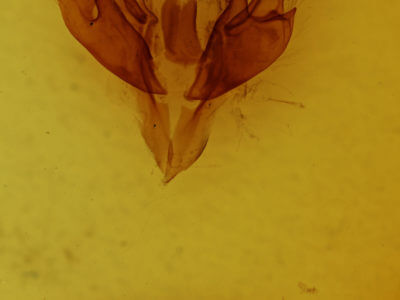 genitalia view of adult Chaetaglaea tremula